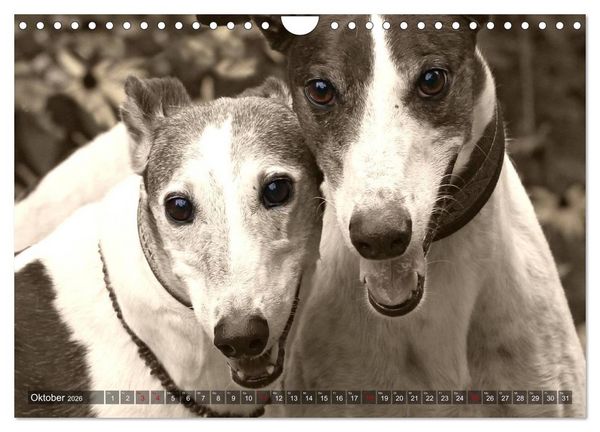 Produktbild: Windhunde eye-catcher (Wandkalender 2026 DIN A4 quer), CALVENDO Monatskalender