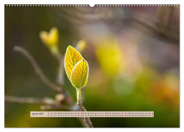 Produktbild: Nebel, Licht und Wunder (hochwertiger Premium Wandkalender 2027 DIN A2 quer), Kunstdruck in Hochglanz
