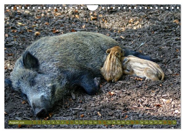Produktbild: Wildschweins Kinderstube - Freche Frischlinge (Wandkalender 2026 DIN A4 quer), CALVENDO Monatskalender