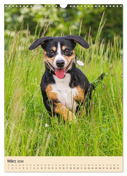 Produktbild: Schweizer Sennenhunde stellen sich vor (Wandkalender 2026 DIN A3 hoch), CALVENDO Monatskalender