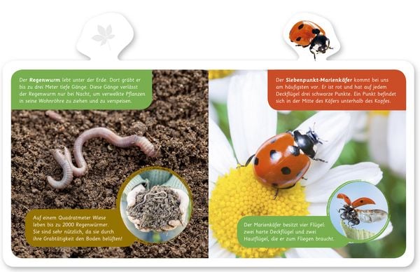 Produktbild: Tiere im Garten
