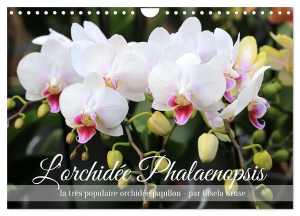 Produktbild: L'orchid&eacute;e Phalaenopsis (Calendrier mural 2026 DIN A4 vertical), CALVENDO calendrier mensuel