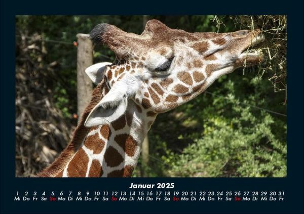 Produktbild: Tierkalender 2025 Fotokalender DIN A4