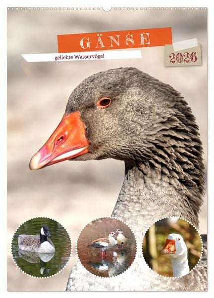 Produktbild: G&auml;nse, geliebte Wasserv&ouml;gel (Wandkalender 2026 DIN A2 hoch), CALVENDO Monatskalender