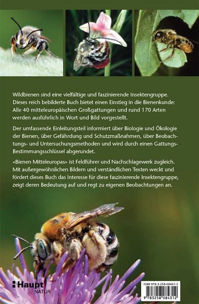 Produktbild: Bienen Mitteleuropas