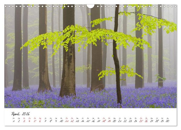 Produktbild: Im Atem der B&auml;ume (Wandkalender 2026 DIN A3 quer), CALVENDO Monatskalender