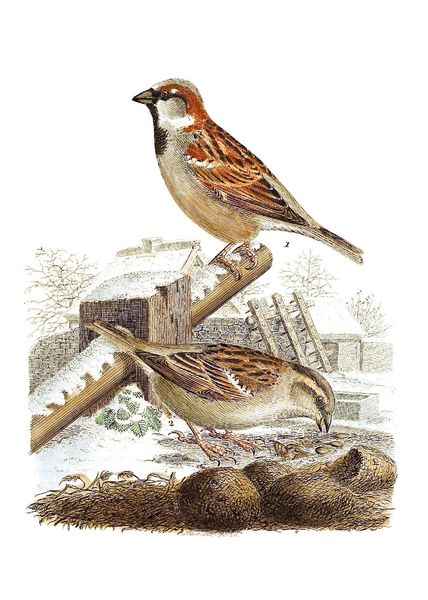 Produktbild: Johann Friedrich Naumann &ndash; Die V&ouml;gel Mitteleuropas