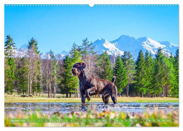 Produktbild: Deutsch Drahthaar - Ein Jahr mit Max (Wandkalender 2026 DIN A2 quer), CALVENDO Monatskalender