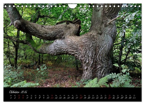 Produktbild: Insel R&uuml;gen - Impressionen (Wandkalender 2026 DIN A4 quer), CALVENDO Monatskalender