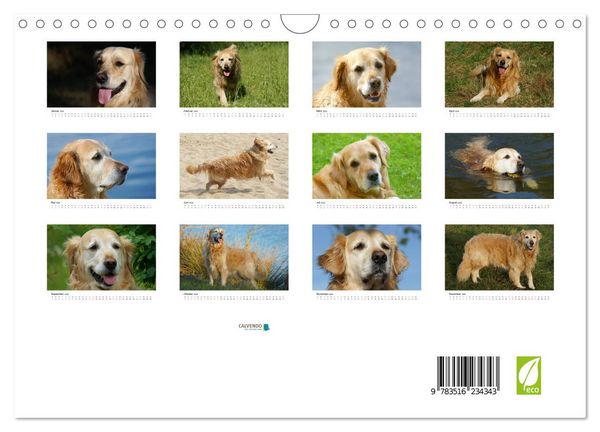 Produktbild: Golden Retriever Power (Wandkalender 2026 DIN A4 quer), CALVENDO Monatskalender