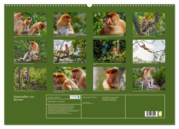 Produktbild: Nasenaffen von Borneo (Wandkalender 2026 DIN A2 quer), CALVENDO Monatskalender