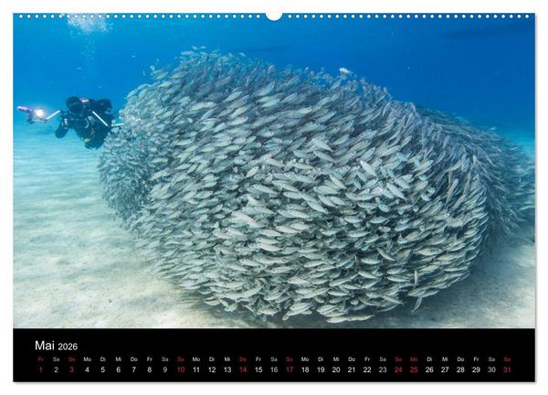 Produktbild: Tanz der Fische (hochwertiger Premium Wandkalender 2026 DIN A2 quer), Kunstdruck in Hochglanz