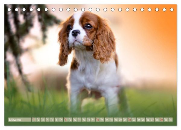 Produktbild: Der Welpenkalender - Cavalier King Charles Spaniel (Tischkalender 2026 DIN A5 quer), CALVENDO Monatskalender