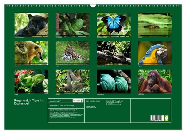 Produktbild: Regenwald &bull; Tiere im Dschungel (Wandkalender 2026 DIN A2 quer), CALVENDO Monatskalender