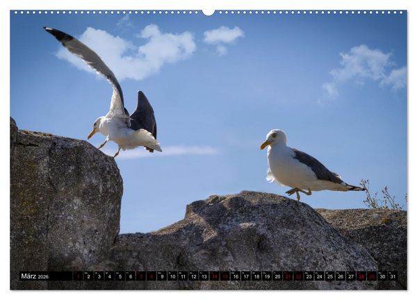Produktbild: M&Ouml;WEN Freche Schreih&auml;lse (hochwertiger Premium Wandkalender 2026 DIN A2 quer), Kunstdruck in Hochglanz