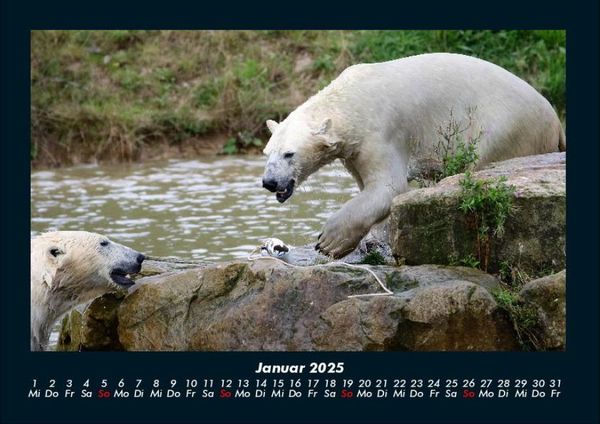Produktbild: Pinguine & Eisb&auml;ren 2025 Fotokalender DIN A4