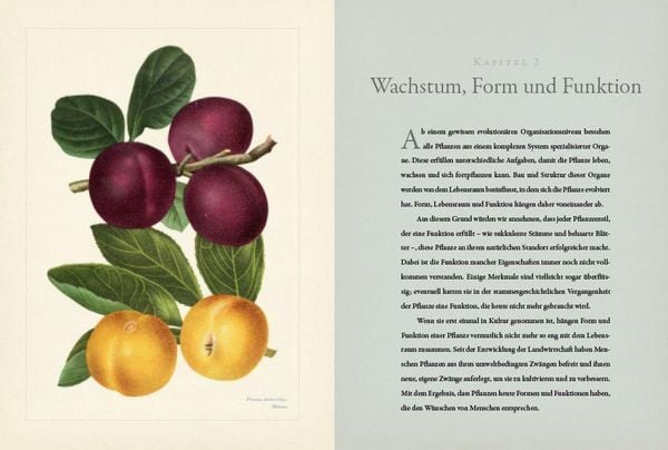 Produktbild: Botanik f&uuml;r G&auml;rtner