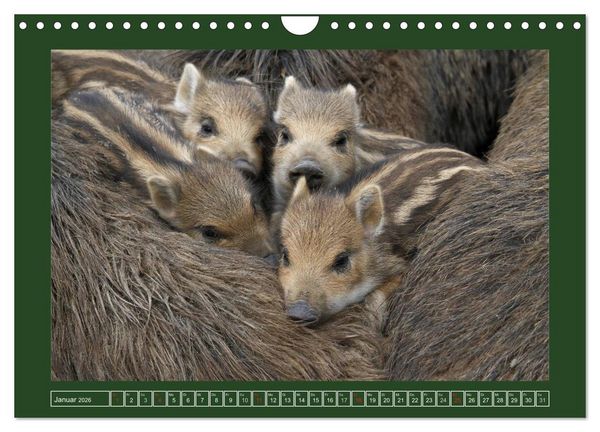 Produktbild: Schweinkram - Die Wildschweine sind los (Wandkalender 2026 DIN A4 quer), CALVENDO Monatskalender