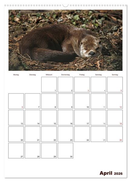 Produktbild: Der Fischotter-Terminplaner (Wandkalender 2026 DIN A2 hoch), CALVENDO Monatskalender