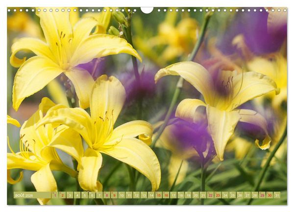 Produktbild: Lys d'un jour (Calendrier mural 2026 DIN A3 vertical), CALVENDO calendrier mensuel