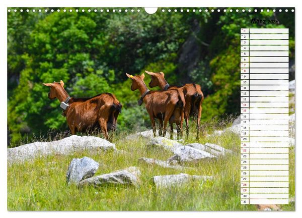 Produktbild: Ziegenfreude (Wandkalender 2026 DIN A3 quer), CALVENDO Monatskalender