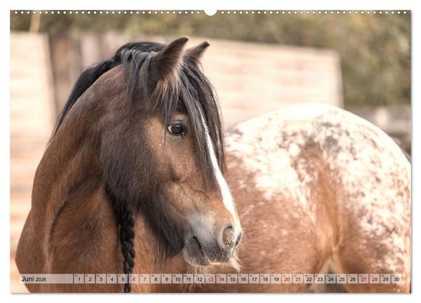 Produktbild: Colorful Horse Ranch &ndash; Wo Tinker posen und Ponys l&auml;cheln (Wandkalender 2026 DIN A2 quer), CALVENDO Monatskalender