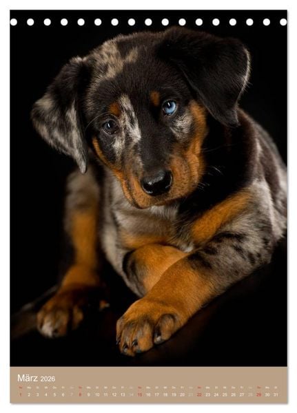 Produktbild: Hundekinder (Tischkalender 2026 DIN A5 hoch), CALVENDO Monatskalender