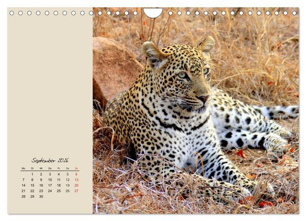Produktbild: Leoparden. Geschmeidig, kr&auml;ftig und klug (Wandkalender 2026 DIN A4 quer), CALVENDO Monatskalender