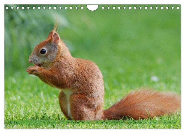 Produktbild: Eichh&ouml;rnchen-Spa&szlig; (Wandkalender 2027 DIN A4 quer), CALVENDO Monatskalender
