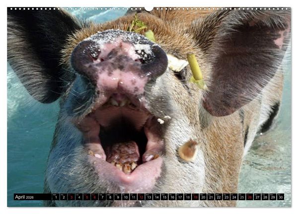 Produktbild: The Swimming Pigs of Bahamas (High Quality Premium Wall Calendar 2026 DIN A2 landscape),CALVENDO 12 Month Wall Calendar