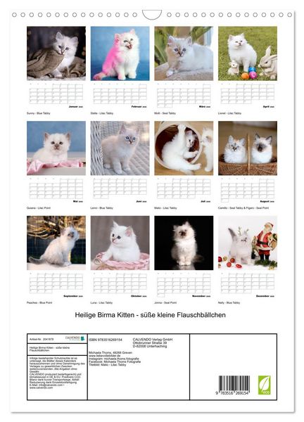 Produktbild: Heilige Birma Kitten - s&uuml;&szlig;e kleine Flauschb&auml;llchen (Wandkalender 2026 DIN A3 hoch), CALVENDO Monatskalender
