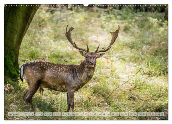 Produktbild: Emotionale Momente: Das Damwild. (Wandkalender 2026 DIN A2 quer), CALVENDO Monatskalender