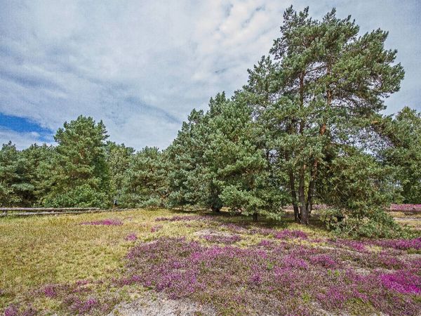 Produktbild: CALVENDO Puzzle Ein Motiv aus dem Kalender L&uuml;neburger Heide | 1000 Teile Lege-Gr&ouml;&szlig;e 64x48cm Foto-Puzzle f&uuml;r gl&uuml;ckliche Stunden