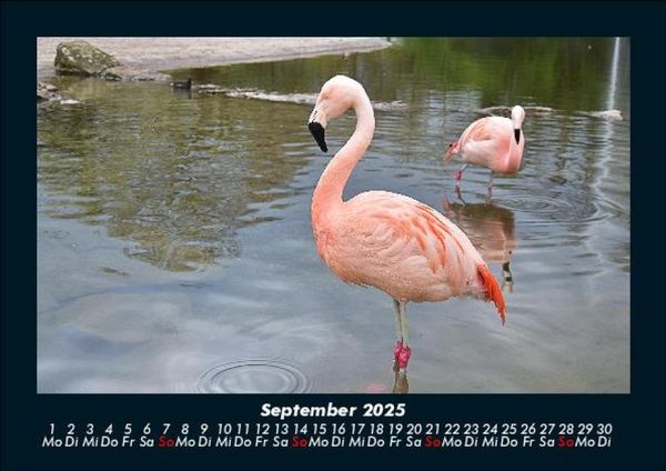 Produktbild: Tiere in der Wildnis 2025 Fotokalender DIN A5