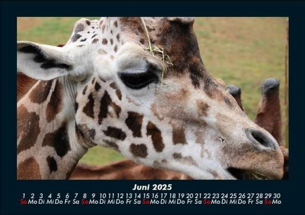 Produktbild: Tiere in der Wildnis 2025 Fotokalender DIN A5