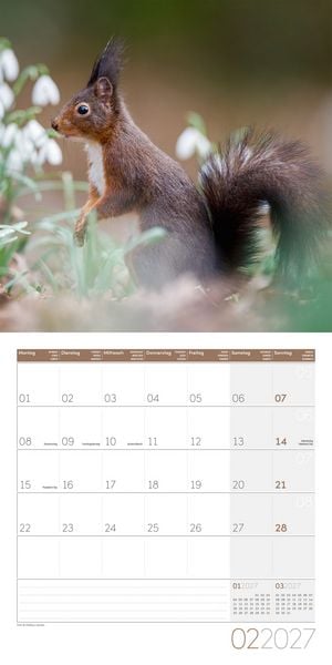 Produktbild: Eichh&ouml;rnchen Kalender 2027 - 30x30 - Art12