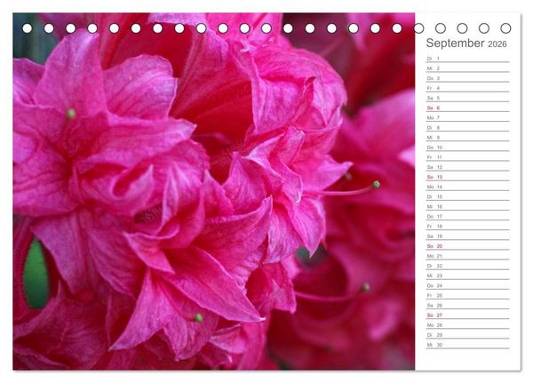 Produktbild: Rhododendron Sch&ouml;nheiten im Garten (Tischkalender 2026 DIN A5 quer), CALVENDO Monatskalender