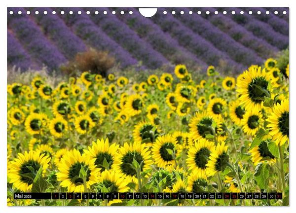 Produktbild: Lavendel (Wandkalender 2026 DIN A4 quer), CALVENDO Monatskalender