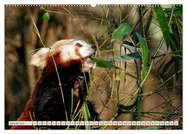 Produktbild: Kleiner Panda auf Entdeckungstour (Wandkalender 2026 DIN A2 quer), CALVENDO Monatskalender