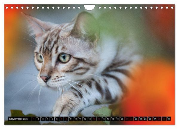 Produktbild: Bengalen Outdoor und Action (Wandkalender 2026 DIN A4 quer), CALVENDO Monatskalender
