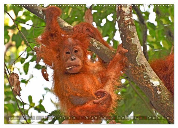 Produktbild: Orang Utans Sumatras Waldmenschen (hochwertiger Premium Wandkalender 2026 DIN A2 quer), Kunstdruck in Hochglanz