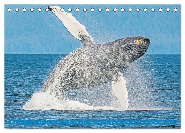 Produktbild: Wale: Giganten der Meere (Tischkalender 2026 DIN A5 quer), CALVENDO Monatskalender