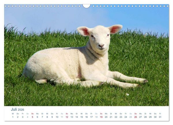Produktbild: Schafe am Deich 2026. Tierische Impressionen von der Nordseek&uuml;ste (Wandkalender 2026 DIN A3 quer), CALVENDO Monatskalender