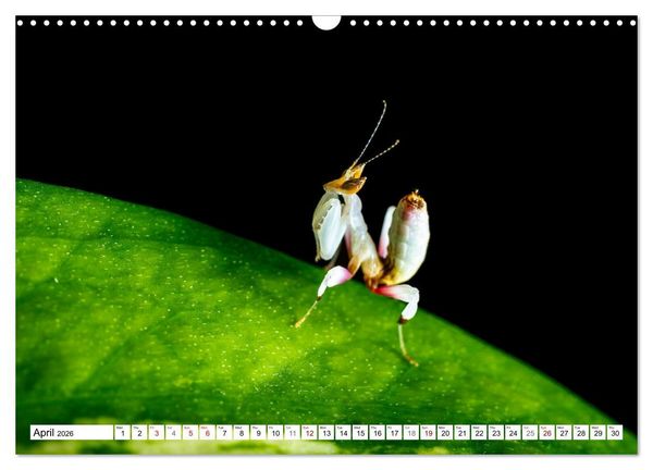 Produktbild: Queens of the Insect World (Wall Calendar 2026 DIN A3 landscape), CALVENDO 12 Month Wall Calendar