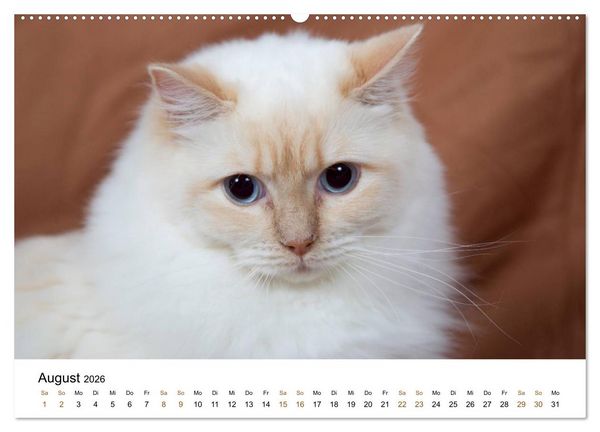 Produktbild: Ragdolls (Wandkalender 2026 DIN A2 quer), CALVENDO Monatskalender