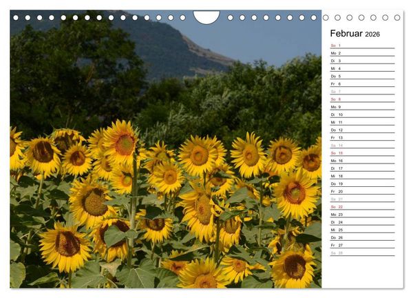 Produktbild: Ein Jahr lang Sonnenblumen (Wandkalender 2026 DIN A4 quer), CALVENDO Monatskalender