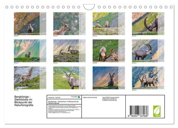 Produktbild: Bergk&ouml;nige - Steinb&ouml;cke im Blickpunkt der Naturforografie (Wandkalender 2026 DIN A4 quer), CALVENDO Monatskalender