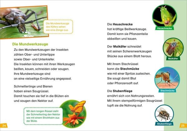 Produktbild: WAS IST WAS Erstes Lesen Band 11. Insekten
