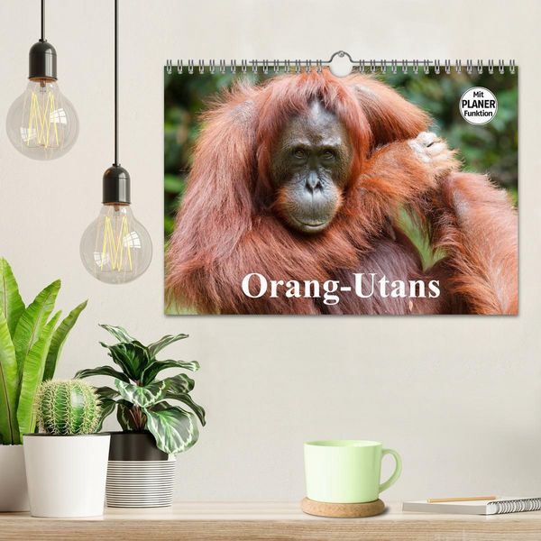 Produktbild: Orang-Utans (Wandkalender 2026 DIN A4 quer), CALVENDO Monatskalender