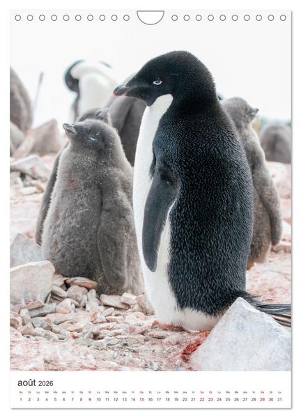 Produktbild: Antarctique des oiseaux de l&eacute;gende (Calendrier mural 2026 DIN A4 horizontal), CALVENDO calendrier mensuel